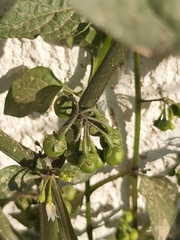 Solanum nigrum