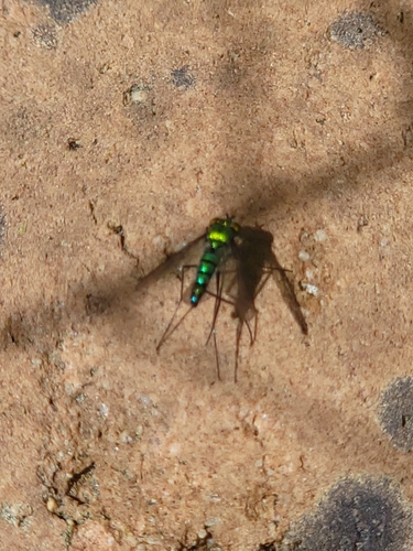 Unknown species found near Slidell, LA, USA