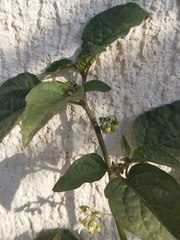 Solanum nigrum