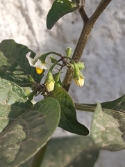 Solanum nigrum