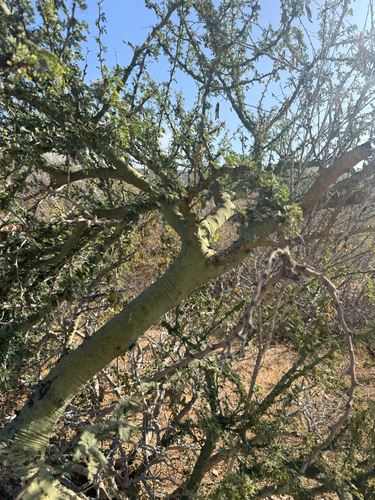 palo brea (Parkinsonia praecox)