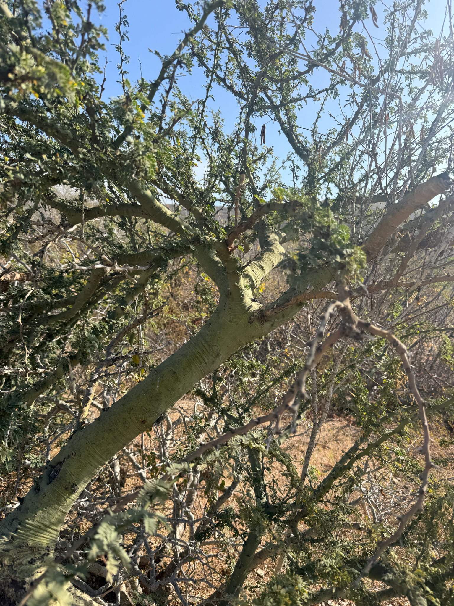 Palo Brea (Parkinsonia praecox)