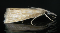 Diatraea evanescens