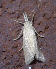 Eoreuma densellus