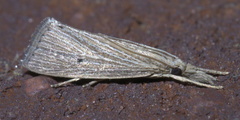 Eoreuma densellus