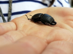 Apterodorcus bacchus