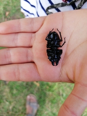 Apterodorcus bacchus