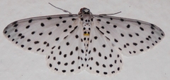 Xenoplia foraria