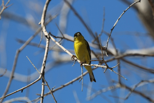 Lesser Goldfinch