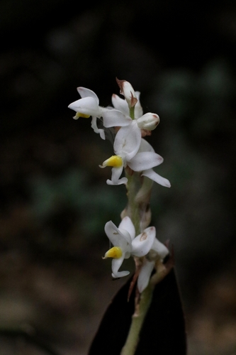 Ludisia discolor, photograph 2