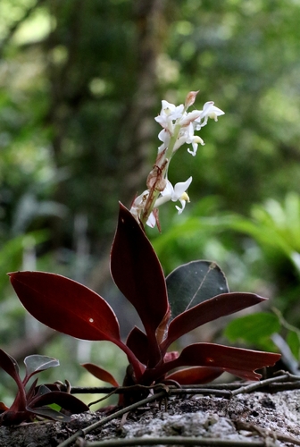 Ludisia discolor, photograph 3