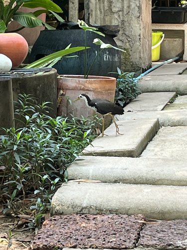 White-breasted Waterhen