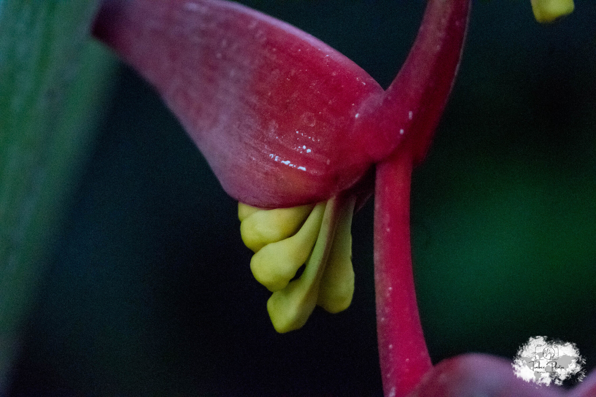 Imagem de Planta Papagaio