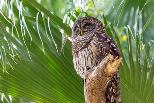 Strix varia image