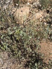 Cryptantha nevadensis