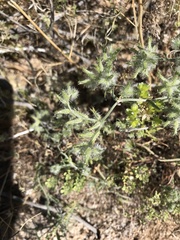 Cryptantha nevadensis