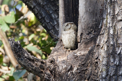 Otus bakkamoena