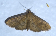 Psara obscuralis