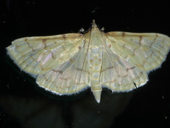 Polygrammodes flavidalis