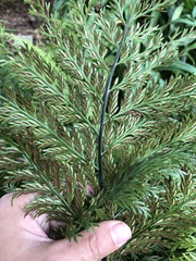 Asplenium × lucrosum