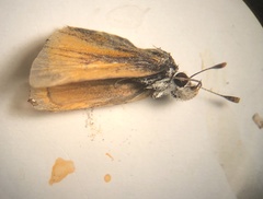 Copaeodes minima