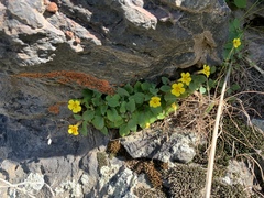 Erythranthe moschata