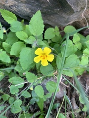 Erythranthe moschata