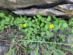 Erythranthe moschata