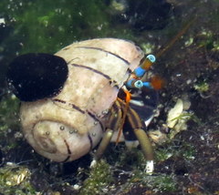 Calcinus laevimanus