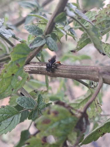 Spiny-legged Stingless bee