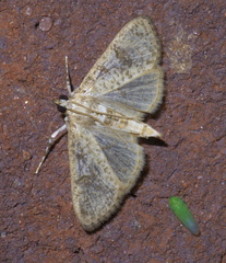 Palpita arsaltealis