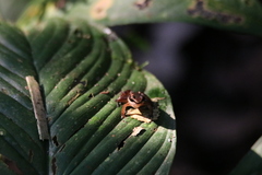 Allobates insperatus