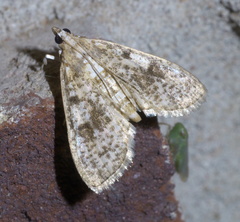 Palpita arsaltealis