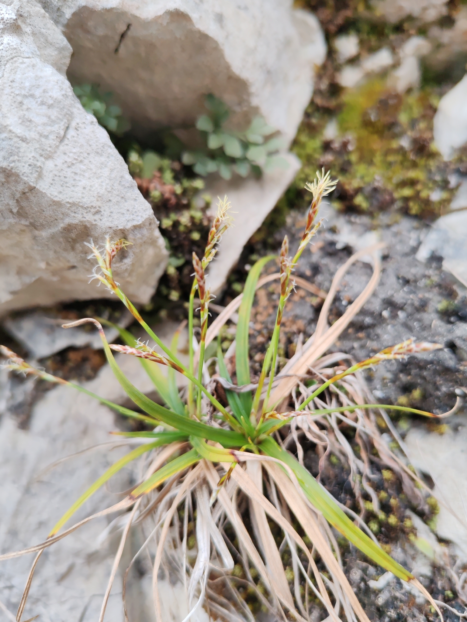 Carex Ornithopoda (Carex ornithopoda)