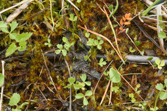Ostericum palustre
