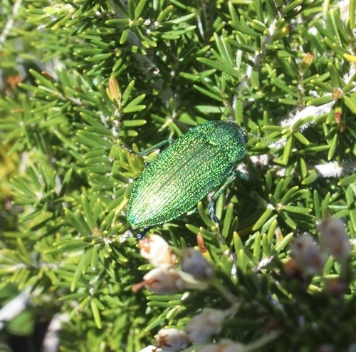 Perotis unicolor