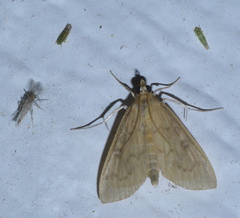 Framinghamia helvalis