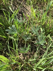 Lupinus microcarpus