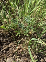 Lupinus microcarpus