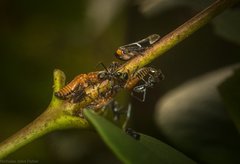 Eurymeloides bicincta