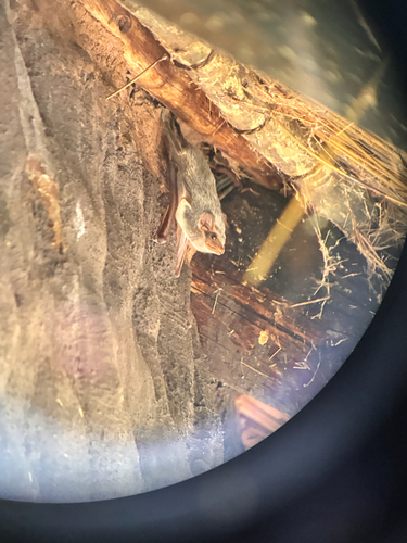 Mauritian Tomb Bat