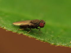 Gymnomyzinae
