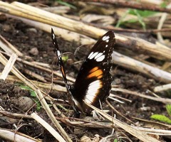 Hypolimnas bolina bolina