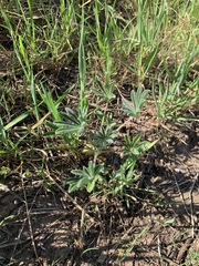 Lupinus microcarpus