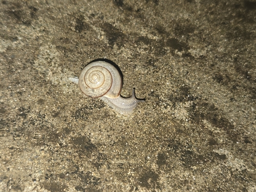 Bradybaena similaris observed 2026-03-21