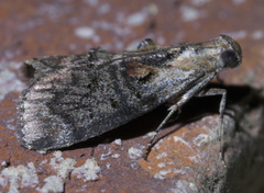 Pococera maritimalis