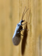 Conwentzia