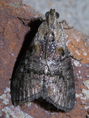 Pococera maritimalis