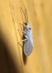 Conwentzia