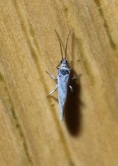 Conwentzia